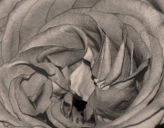 Rose In Sepia