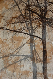 Shadow Trees