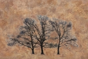 5 Heidi Sussman Three Trees In the Afternoon