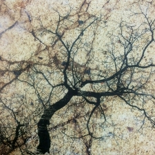 Branches On Stone