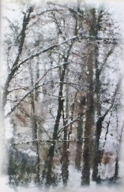 Winter Trees 3